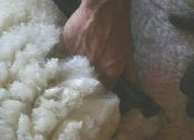 Raw Shropshire Fleece ~ Well Skirted FREE SHIPPING!